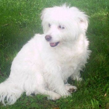 Das Bild zeigt einen Hund aus der Rubik Kundenfeedbacks