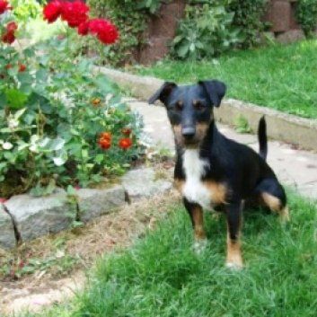 Das Bild zeigt einen Hund aus der Rubik Kundenfeedbacks