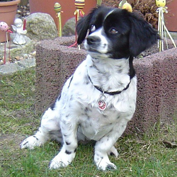 Das Bild zeigt einen Hund aus der Rubik Kundenfeedbacks