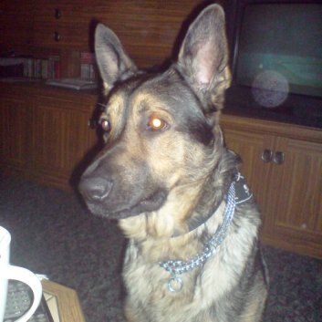 Das Bild zeigt einen Hund aus der Rubik Kundenfeedbacks