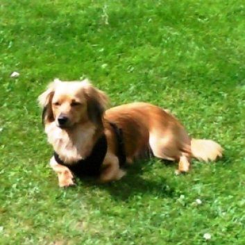 Das Bild zeigt einen Hund aus der Rubik Kundenfeedbacks