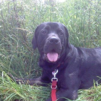 Das Bild zeigt einen Hund aus der Rubik Kundenfeedbacks