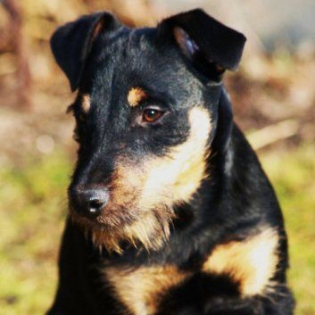 Das Bild zeigt einen Hund aus der Rubik Kundenfeedbacks