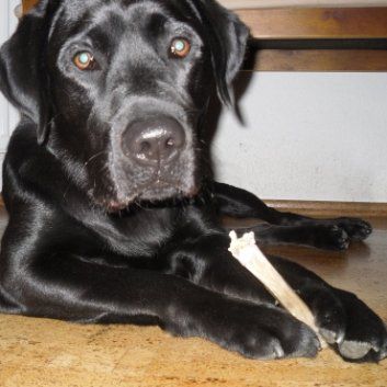 Das Bild zeigt einen Hund aus der Rubik Kundenfeedbacks