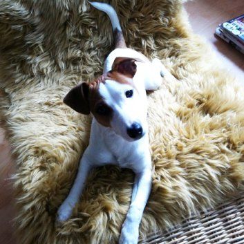 Das Bild zeigt einen Hund aus der Rubik Kundenfeedbacks