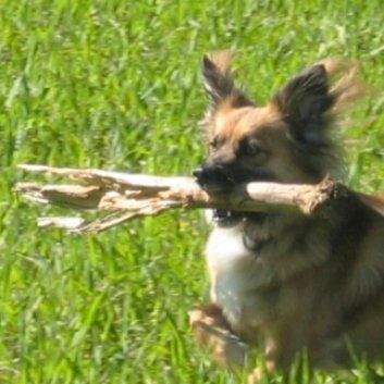 Das Bild zeigt einen Hund aus der Rubik Kundenfeedbacks