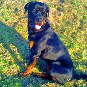 Das Bild zeigt einen Hund aus der Rubik Kundenfeedbacks