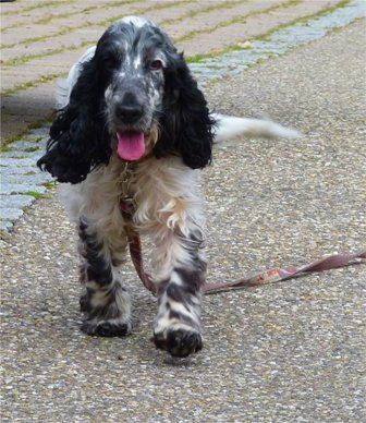 Das Bild zeigt einen Hund aus der Rubik Kundenfeedbacks
