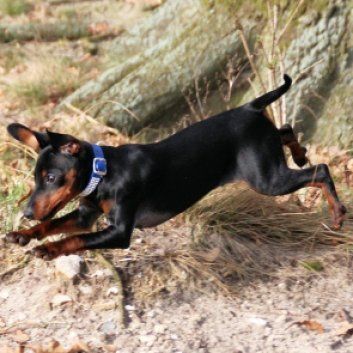 Das Bild zeigt einen Hund aus der Rubik Kundenfeedbacks