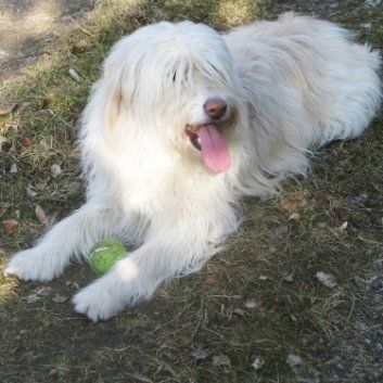 Das Bild zeigt einen Hund aus der Rubik Kundenfeedbacks