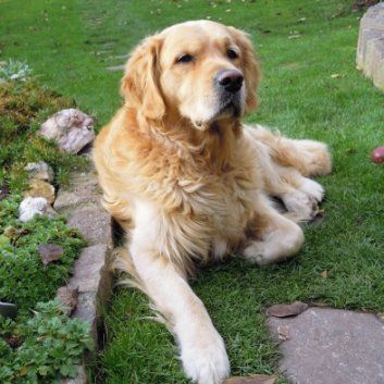 Das Bild zeigt einen Hund aus der Rubik Kundenfeedbacks