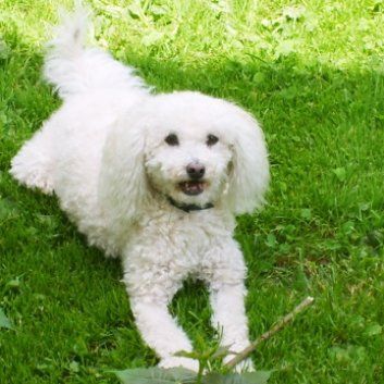 Das Bild zeigt einen Hund aus der Rubik Kundenfeedbacks