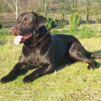 Das Bild zeigt einen Hund aus der Rubik Kundenfeedbacks