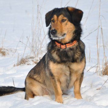 Das Bild zeigt einen Hund aus der Rubik Kundenfeedbacks