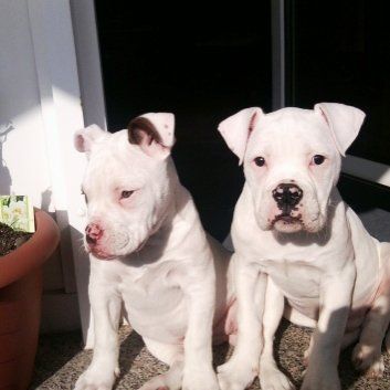 Das Bild zeigt einen Hund aus der Rubik Kundenfeedbacks