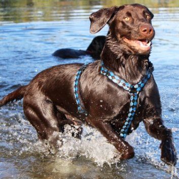 Das Bild zeigt einen Hund aus der Rubik Kundenfeedbacks