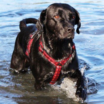 Das Bild zeigt einen Hund aus der Rubik Kundenfeedbacks