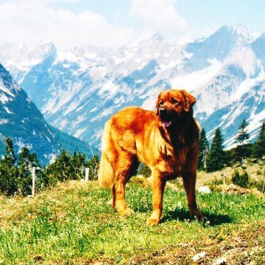 Das Bild zeigt einen Hund aus der Rubik Kundenfeedbacks