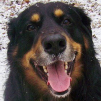 Das Bild zeigt einen Hund aus der Rubik Kundenfeedbacks