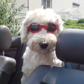 Das Bild zeigt einen Hund aus der Rubik Kundenfeedbacks