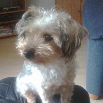 Das Bild zeigt einen Hund aus der Rubik Kundenfeedbacks