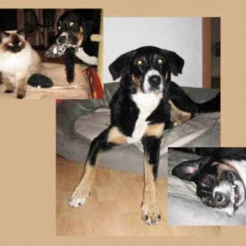 Das Bild zeigt einen Hund aus der Rubik Kundenfeedbacks