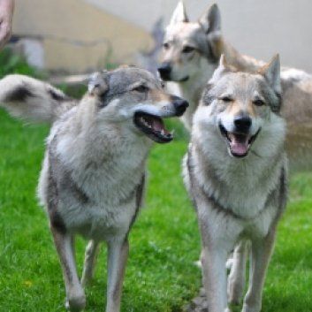 Das Bild zeigt einen Hund aus der Rubik Kundenfeedbacks