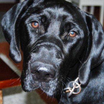 Das Bild zeigt einen Hund aus der Rubik Kundenfeedbacks