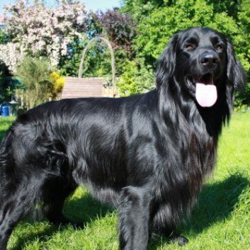 Das Bild zeigt einen Hund aus der Rubik Kundenfeedbacks