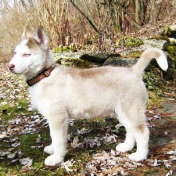 Das Bild zeigt einen Hund aus der Rubik Kundenfeedbacks