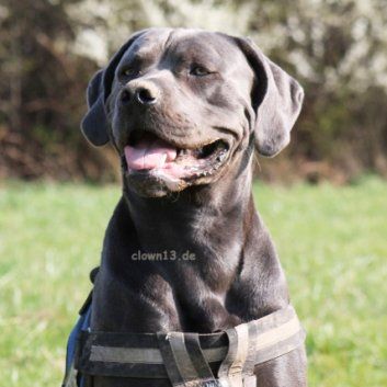 Das Bild zeigt einen Hund aus der Rubik Kundenfeedbacks