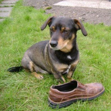 Das Bild zeigt einen Hund aus der Rubik Kundenfeedbacks
