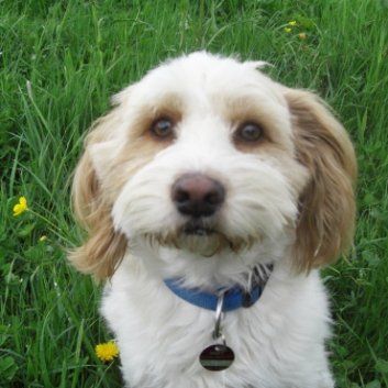 Das Bild zeigt einen Hund aus der Rubik Kundenfeedbacks