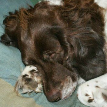 Das Bild zeigt einen Hund aus der Rubik Kundenfeedbacks