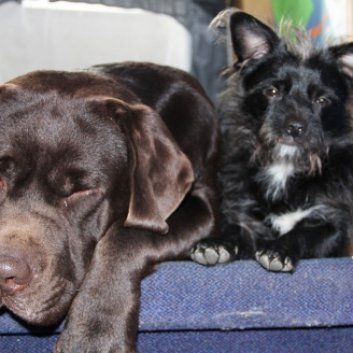 Das Bild zeigt einen Hund aus der Rubik Kundenfeedbacks