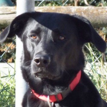 Das Bild zeigt einen Hund aus der Rubik Kundenfeedbacks