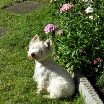 Das Bild zeigt einen Hund aus der Rubik Kundenfeedbacks