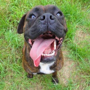 Das Bild zeigt einen Hund aus der Rubik Kundenfeedbacks