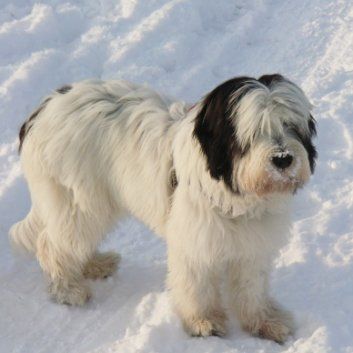 Das Bild zeigt einen Hund aus der Rubik Kundenfeedbacks