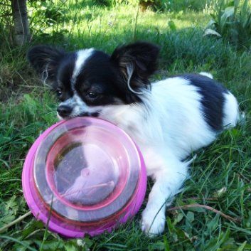 Das Bild zeigt den Hund eines unserer KundenDas Bild zeigt den Hund eines unserer Kunden