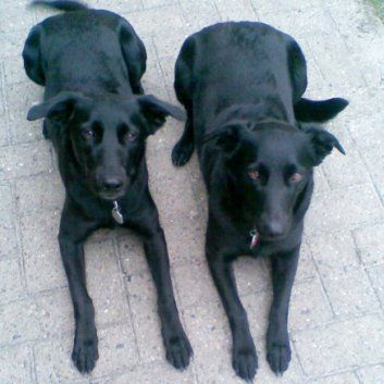 Das Bild zeigt einen Hund aus der Rubik Kundenfeedbacks