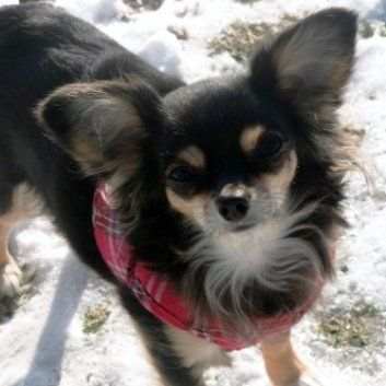 Das Bild zeigt den Hund eines unserer Kunden