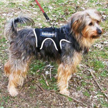 Das Bild zeigt einen Hund aus der Rubik Kundenfeedbacks