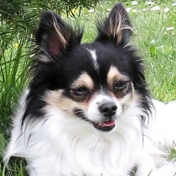 Das Bild zeigt den Hund eines unserer Kunden