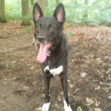 Das Bild zeigt den Hund eines unserer Kunden