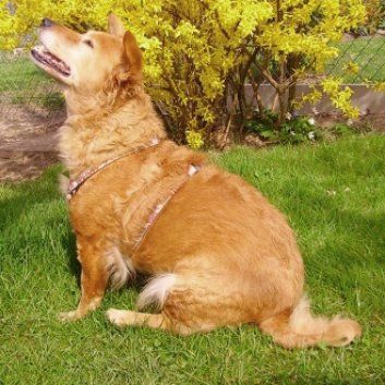 Das Bild zeigt den Hund eines unserer Kunden