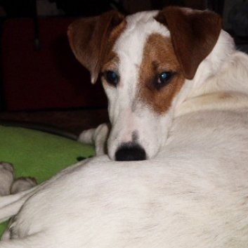 Das Bild zeigt den Hund eines unserer Kunden