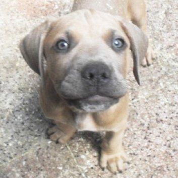 Das Bild zeigt den Hund eines unserer Kunden