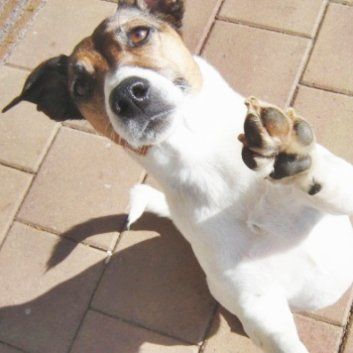 Das Bild zeigt den Hund eines unserer Kunden