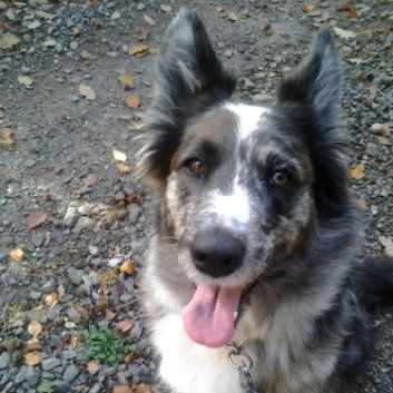 Das Bild zeigt den Hund eines unserer Kunden